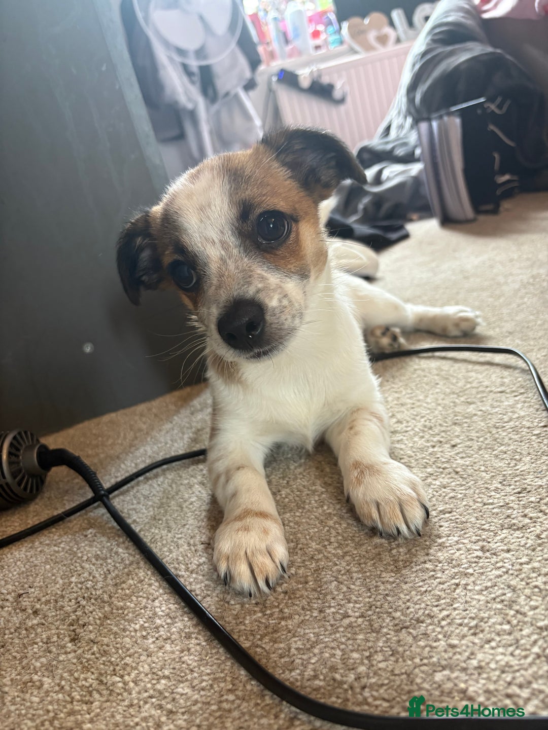 Mixed Breed dogs for sale: Jack Russell Chihuahua Puppy🐾 - Image 3