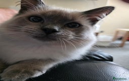 Ragdoll cats for sale: Two Beautiful Ragdoll Male ready for a new home - Image 11