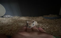 Gerbil rodents for sale: 4 Gerbils free to a good home :) - Image 3