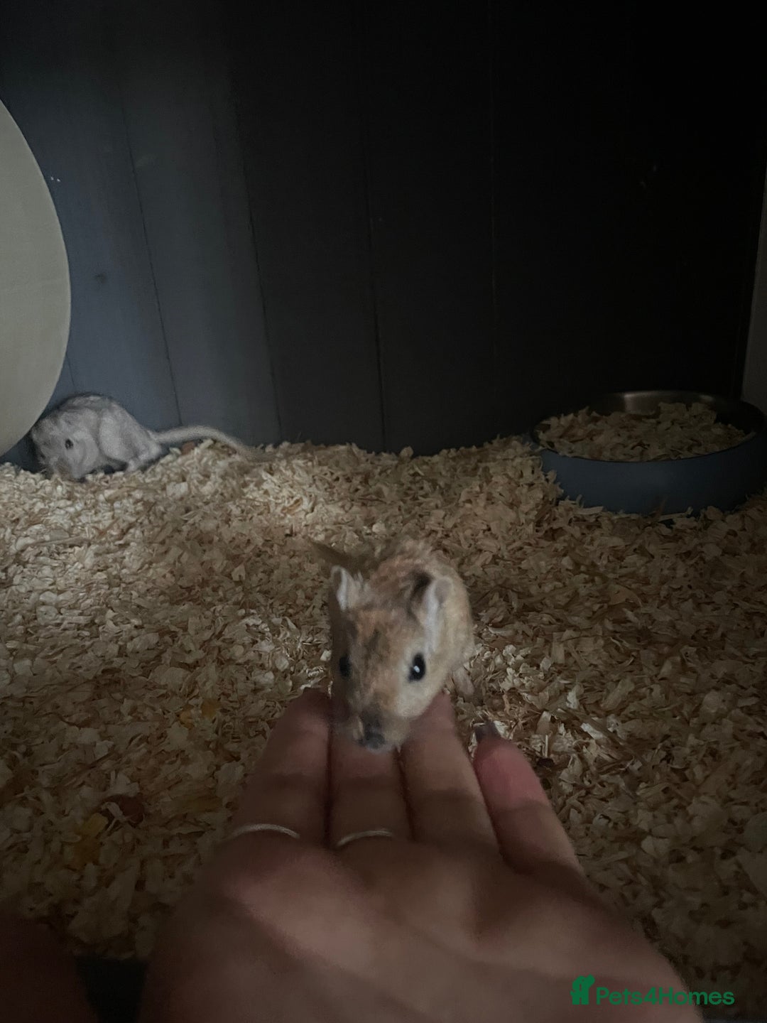 Gerbil rodents for sale: 4 Gerbils free to a good home :) - Image 3