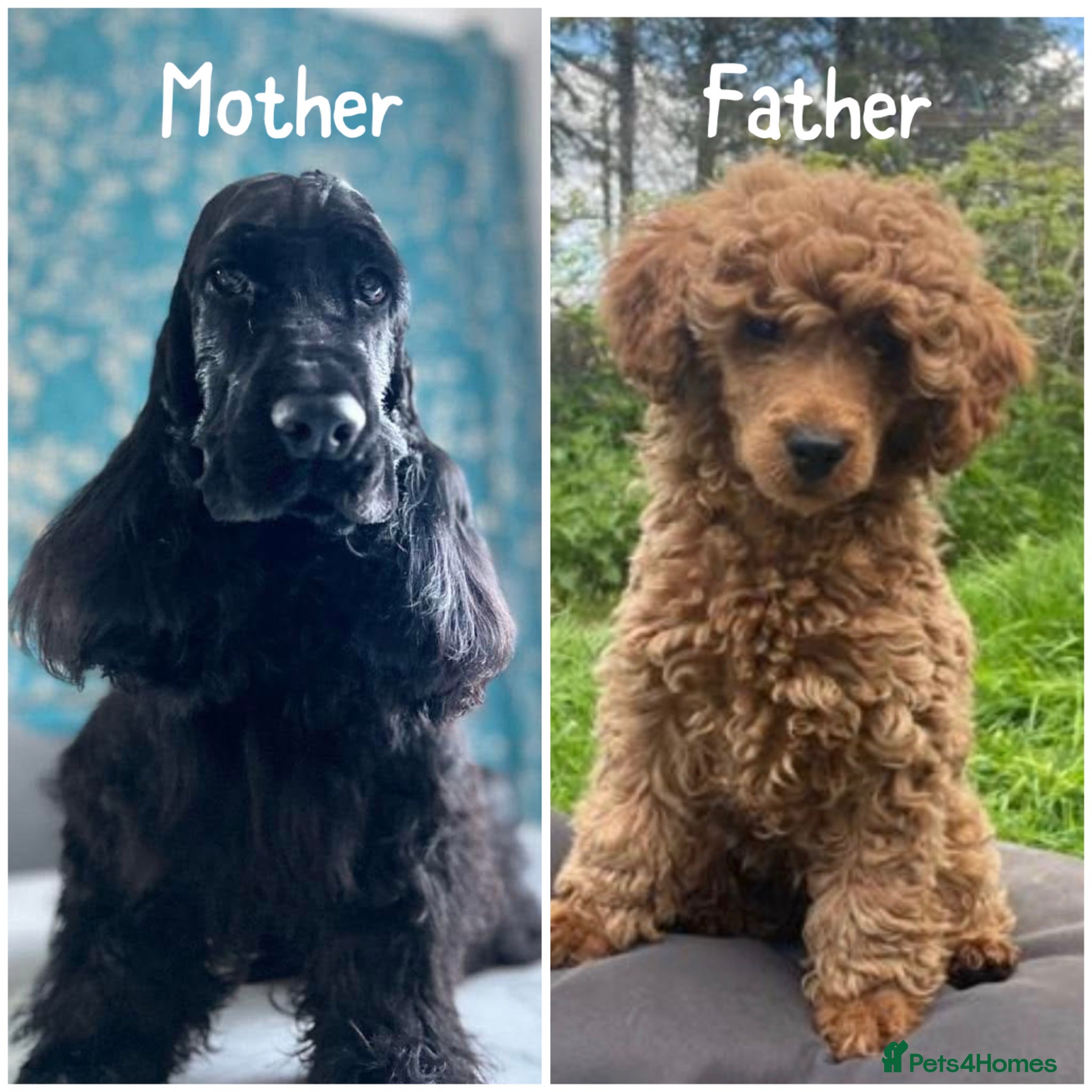 Cockapoo dogs F1 show line cockapoo puppies due - Advert 2