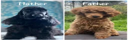 Cockapoo dogs for sale: F1 show line cockapoo puppies - Advert 22