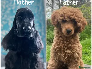 Cockapoo dogs F1 show line cockapoo puppies due - Advert 2