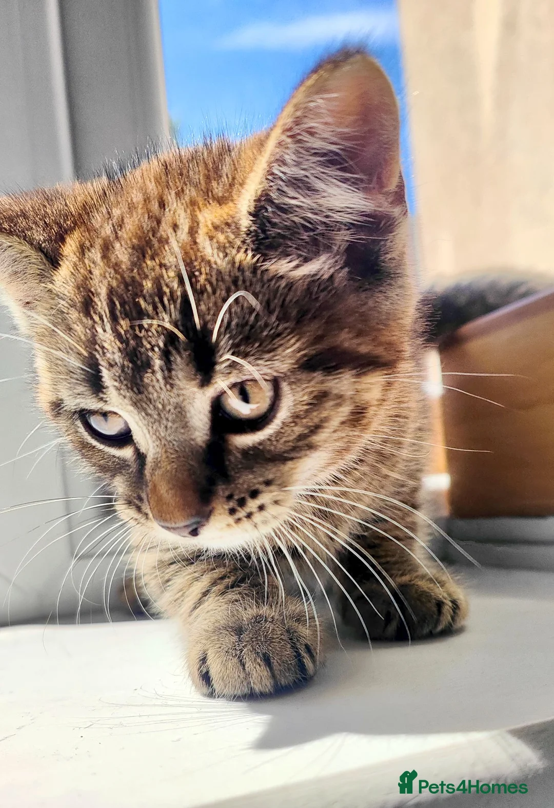 British Shorthair cats for sale: Little boy kitten available  - Advert 2