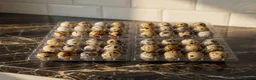 Quail poultry for sale: 12 Fresh Coturnix Quail hatching eggs  - Advert 1
