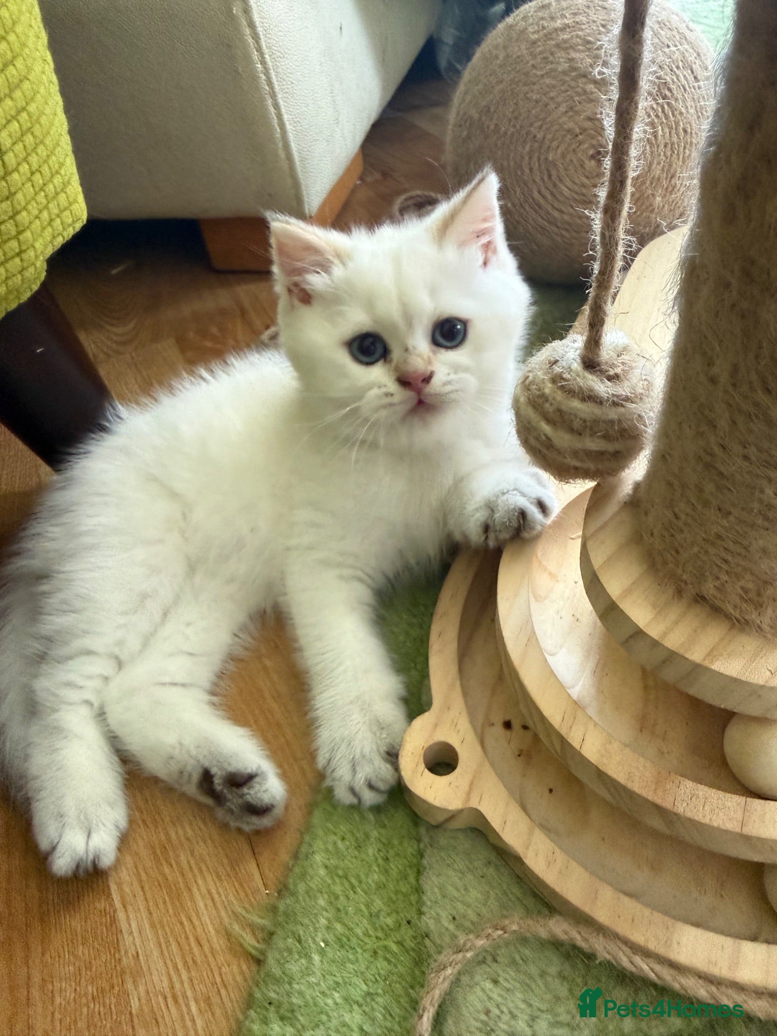 British Longhair cats Pure Bread British Longhair and Shorthair kittens - Advert 2
