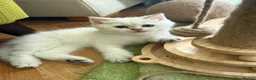 British Longhair cats for sale: Pure Bread British Longhair and Shorthair kittens - Advert 2