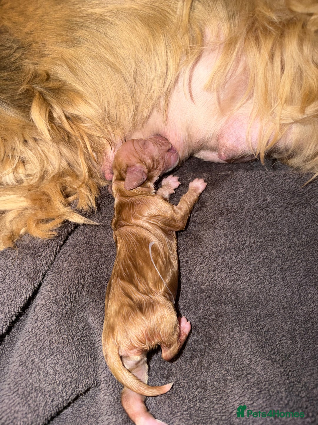 Cocker Spaniel dogs for sale: Showtype Cocker spaniel pups KC registered  - Advert 14