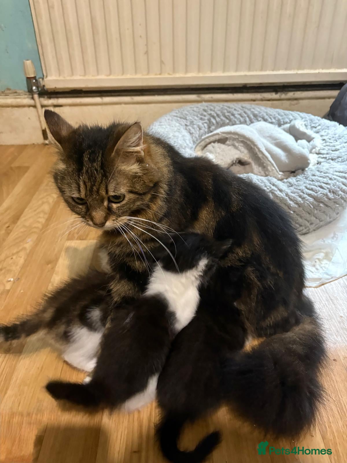 Mixed Breed cats Kittens - Advert 1