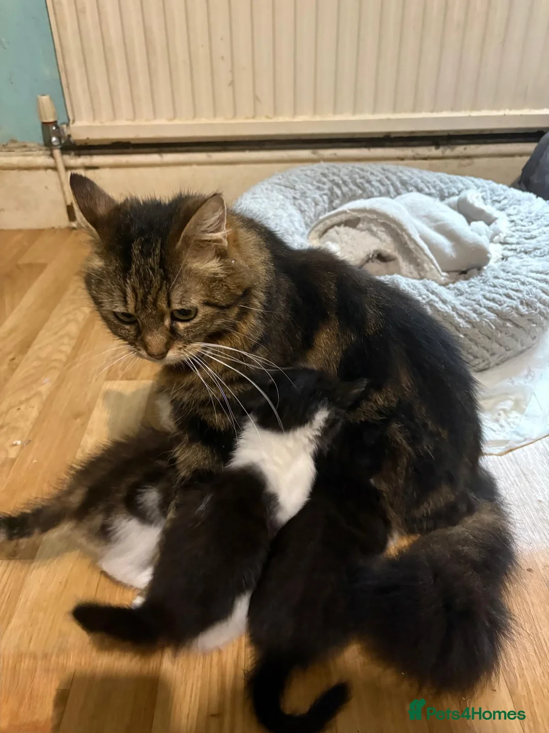 Mixed Breed cats for sale: Kittens - Advert 1