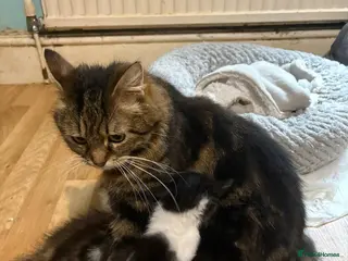 Mixed Breed cats Kittens - Advert 2