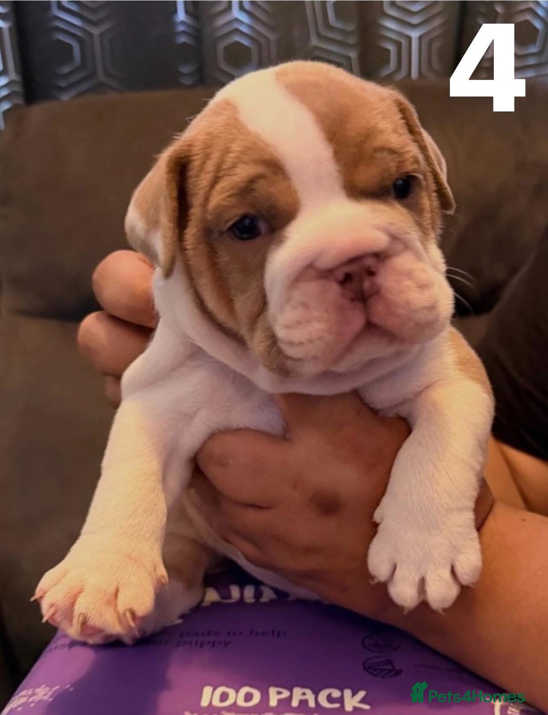 English Bulldog dogs for sale: English Bulldog Puppies – Top Quality Bloodlines - Image 6