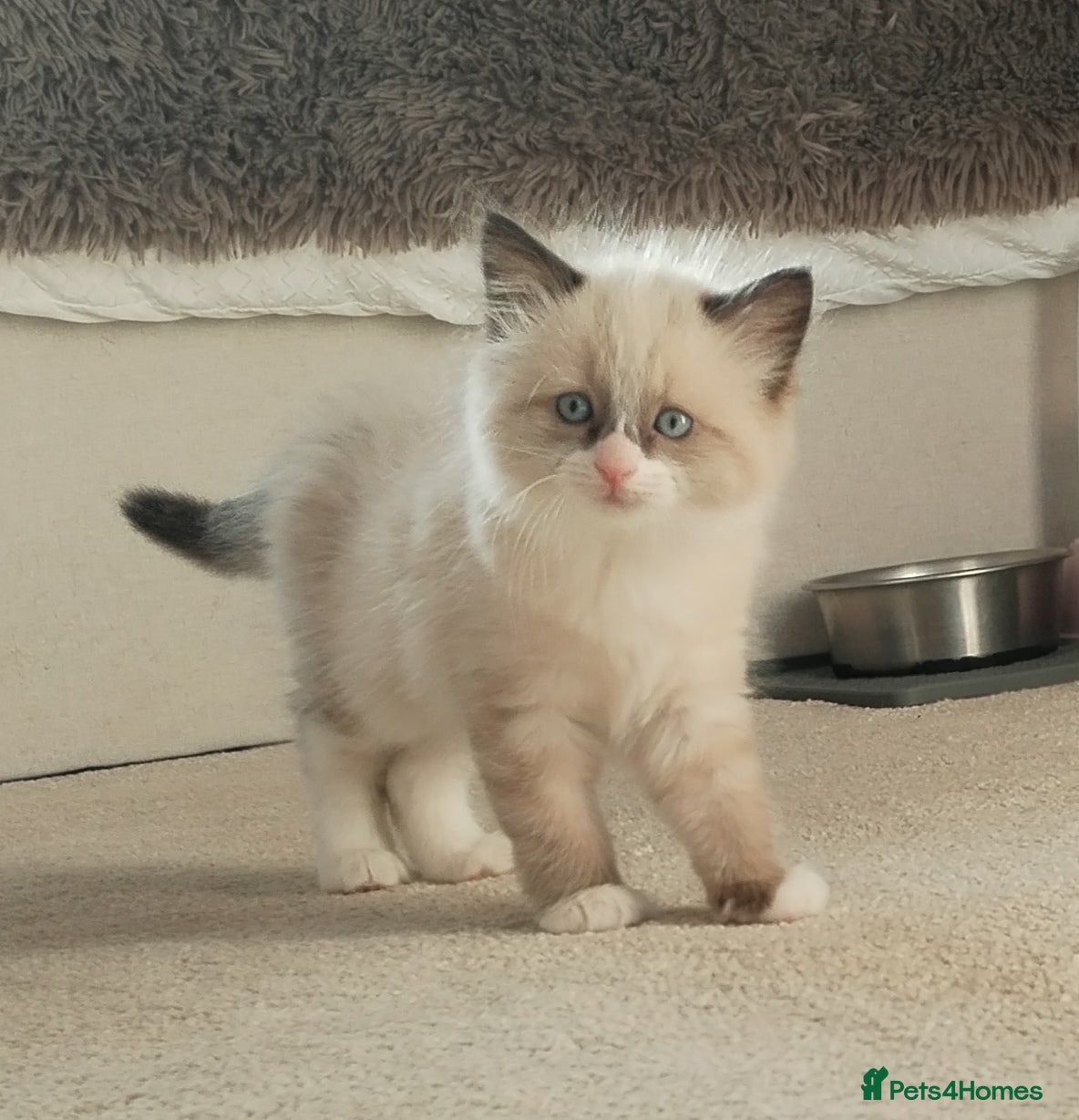 Ragdoll cats Ragdoll x BSH boy - Advert 1