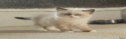 Ragdoll cats for sale: Ragdoll x BSH boy - Advert 1