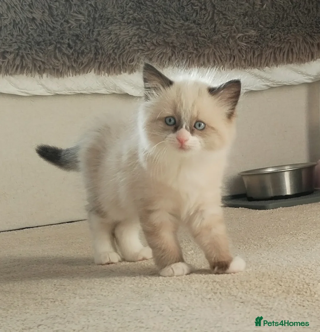 Ragdoll cats for sale: Ragdoll x BSH boy - Advert 1