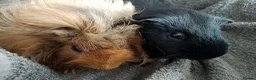 Guinea Pig rodents for sale: Single Peruvian boar and bonded mixed bead pair - Advert 5