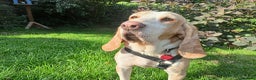 Mixed Breed dogs for adoption: Lovely timid Sabueso Hound for adoption - Advert 1