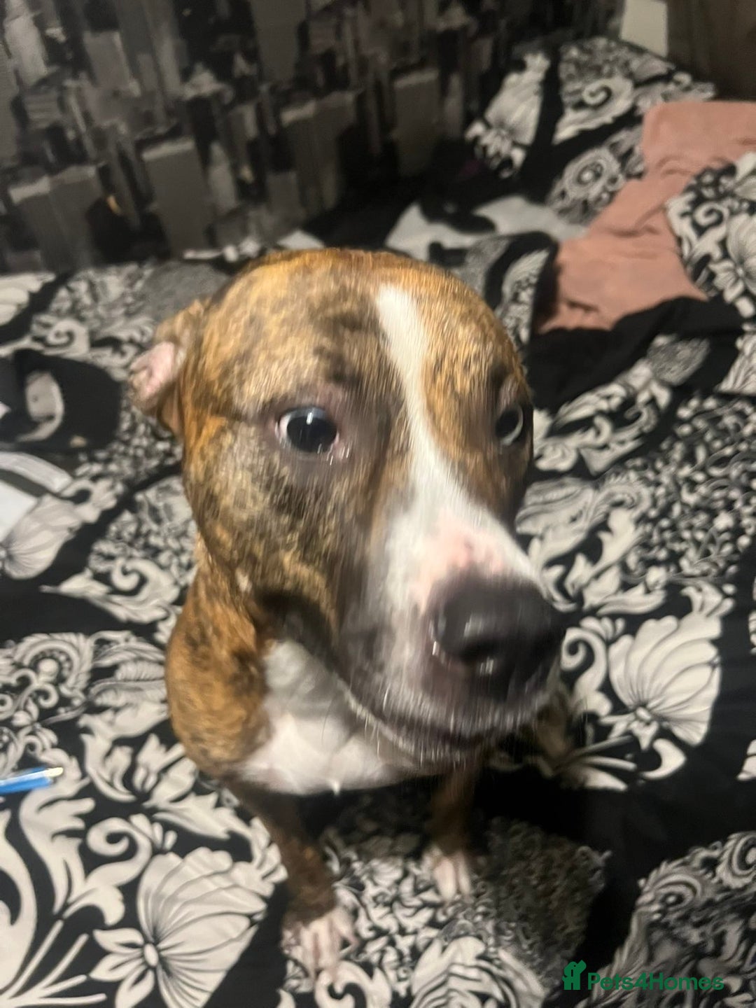 American Bull Staffy dogs for sale: American bull staffy  - Image 2