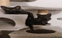 Domestic Shorthair cats for sale: Why nobody wants us? 😞😿 - Image 11