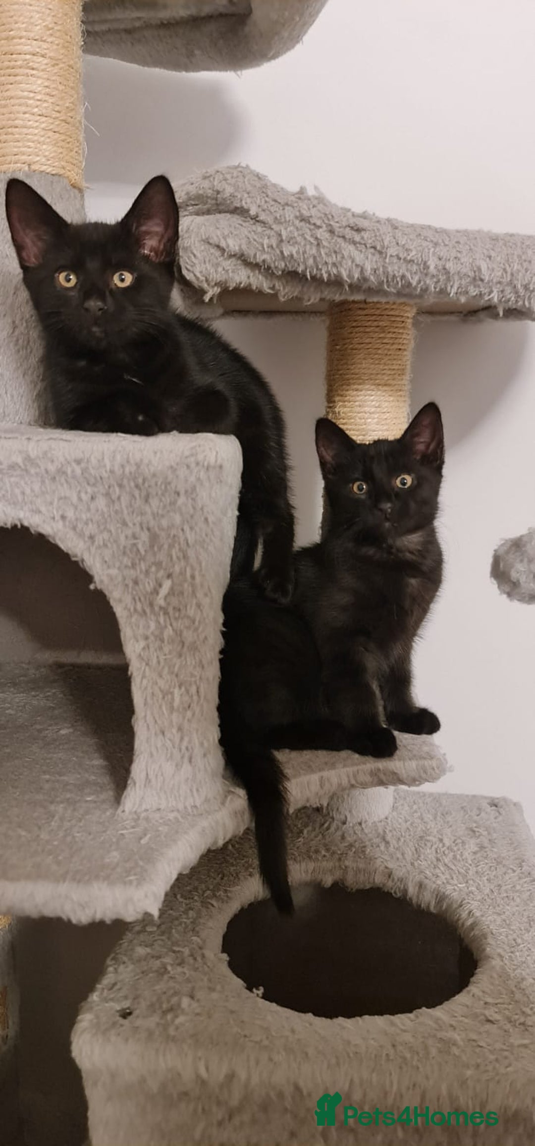 Domestic Shorthair cats for sale: Why nobody wants us? 😞😿 - Image 11