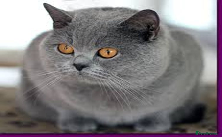 British Shorthair cats Champion Blue Boy, Kotoffski Lines for Stud Duties - Advert 2