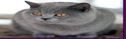 British Shorthair cats for stud: Champion Blue Boy, Kotoffski Lines for Stud Duties - Advert 1
