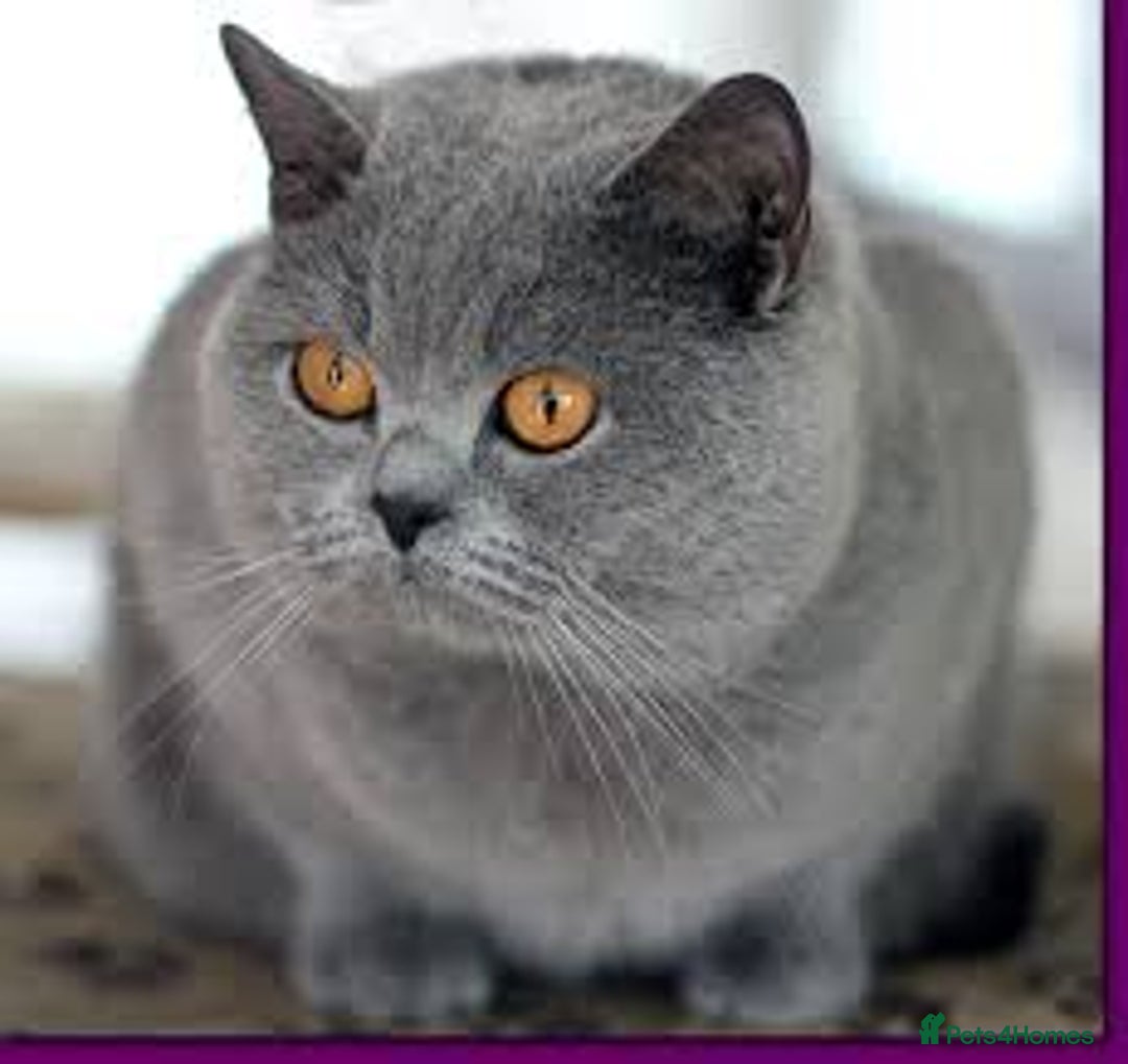 British Shorthair cats for stud: Champion Blue Boy, Kotoffski Lines for Stud Duties - Advert 1