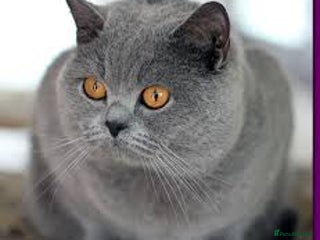 British Shorthair cats Blue Boy, Kottofski Lines for Stud - Advert 1