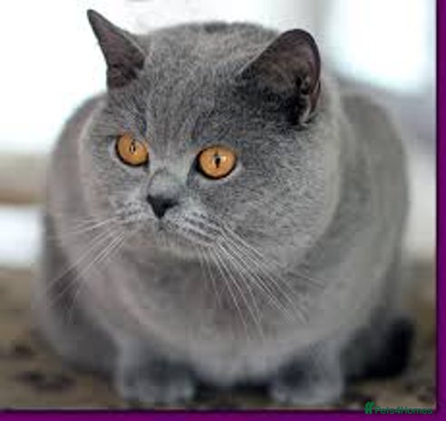 British Shorthair cats Champion Blue Boy, Kotoffski Lines for Stud Duties - Advert 2