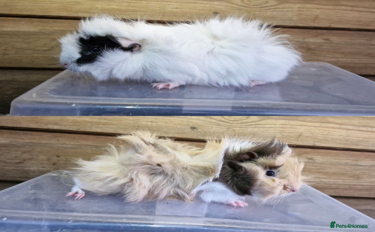 Guinea Pig rodents - Advert 10