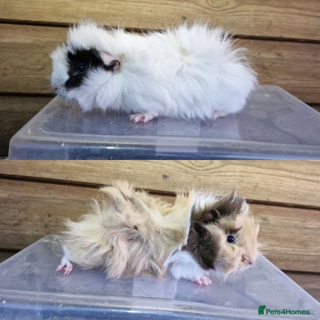 Guinea Pig rodents - Advert 2