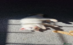 Mixed Breed cats for sale: Only one beautiful kitten remaining! - Image 13