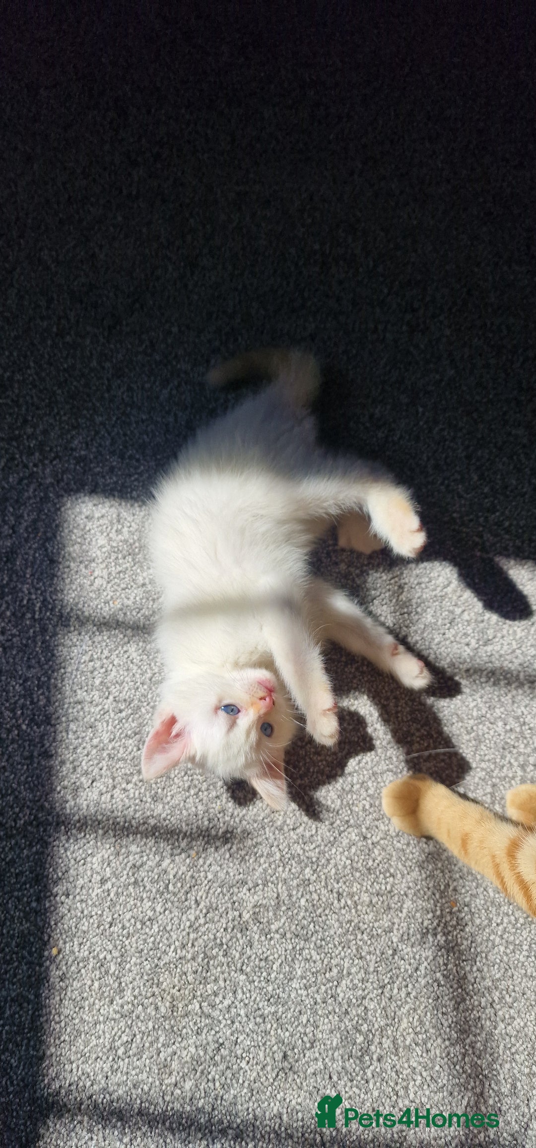 Mixed Breed cats for sale: Only one beautiful kitten remaining! - Image 13