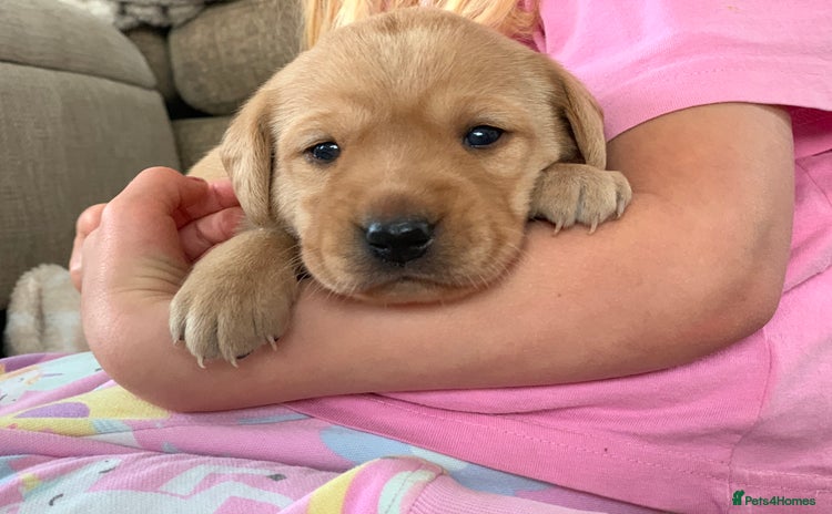 Labrador Retriever dogs - Advert 11