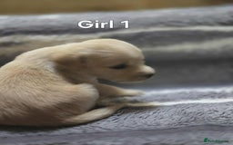 Labrador Retriever dogs for sale: Beautiful golden Labrador puppies  - Image 1