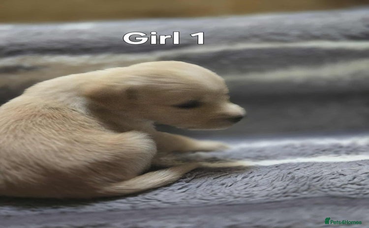 Labrador Retriever dogs - Advert 7