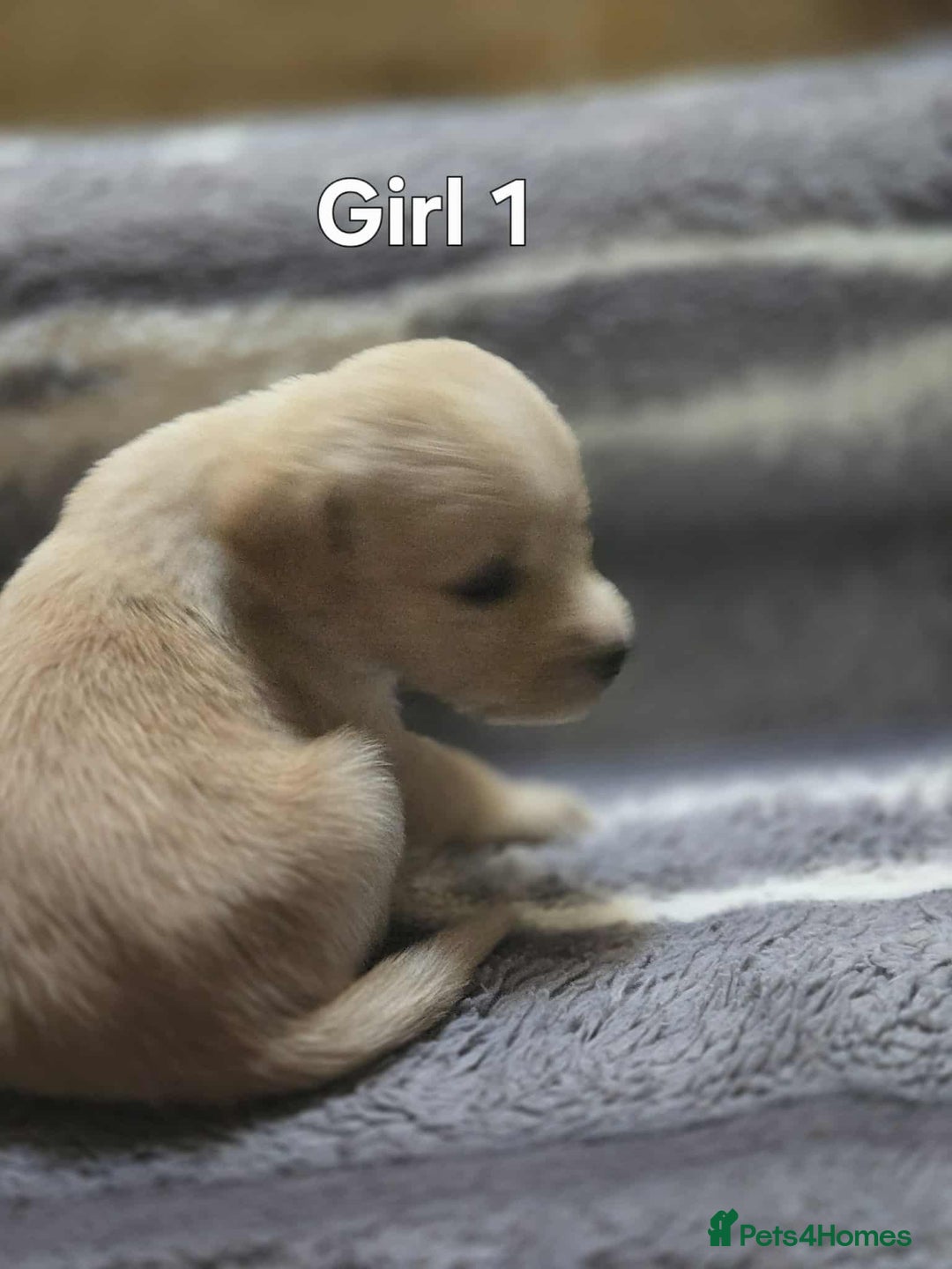 Labrador Retriever dogs for sale: Beautiful golden Labrador puppies  - Image 1