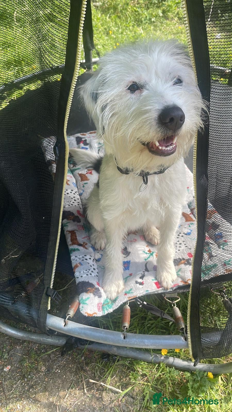 Labrador Retriever dogs It’s my cute kody  in Accrington - Advert 1