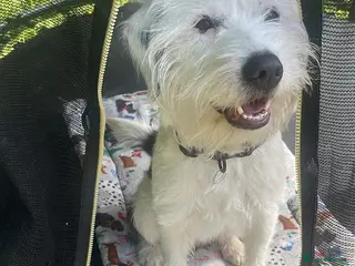 Labrador Retriever dogs It’s my cute kody in Accrington - Advert 1