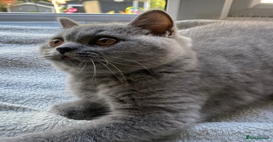 British Shorthair cats - Advert 7