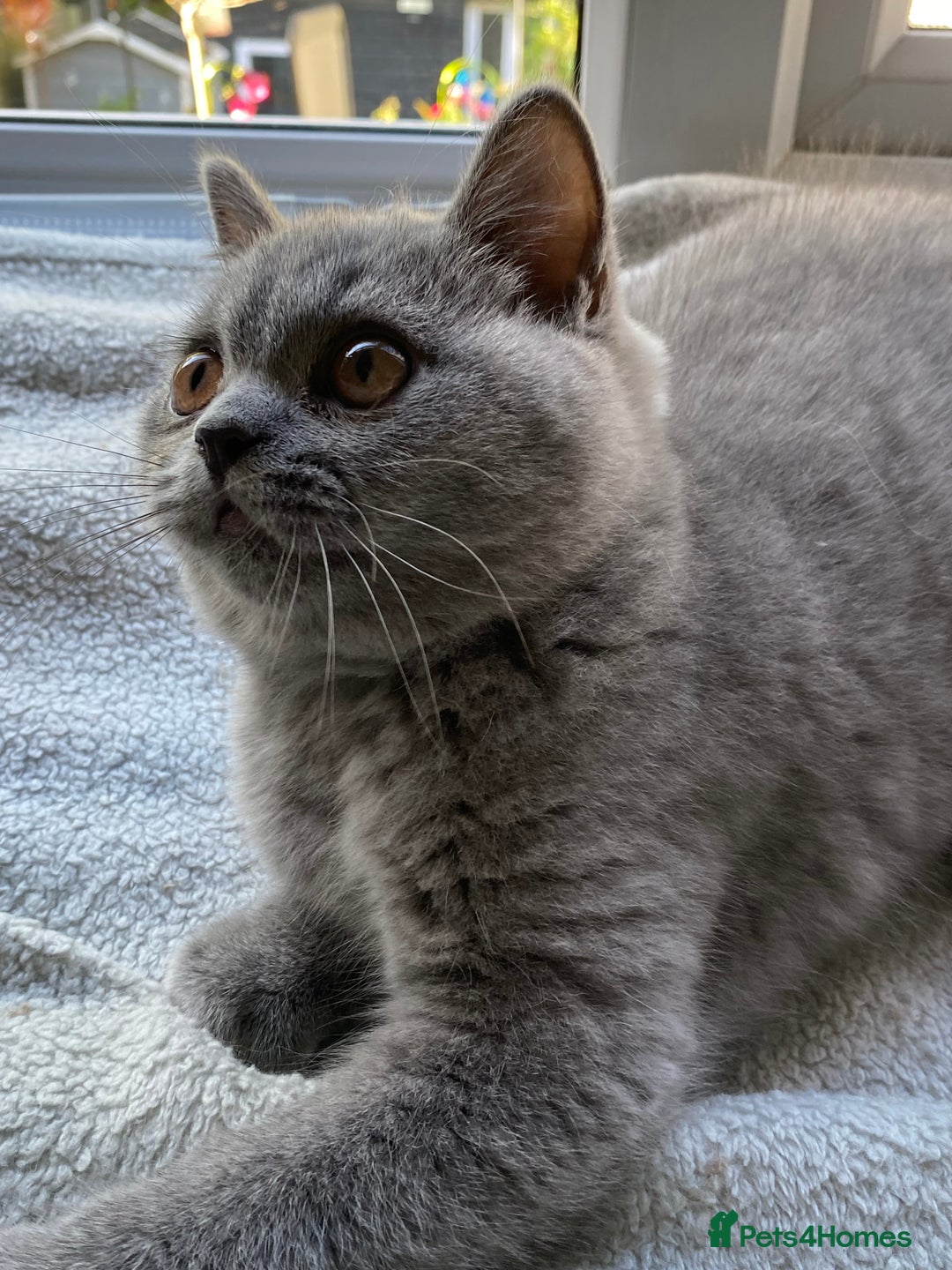 British Shorthair cats for sale: GCCF REG HEALTH TESTED KTTENS READY NOW ❗️ - Image 3