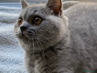 British Shorthair cats - Advert 19