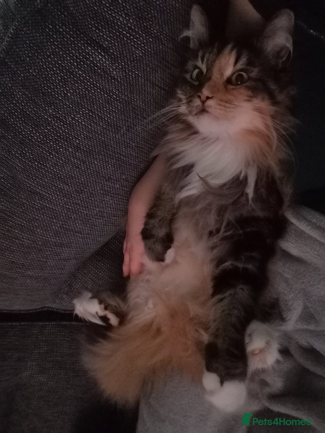 Norwegian Forest Cat cats for sale: Norwegian Forest Cat Female 10yrs - Advert 8