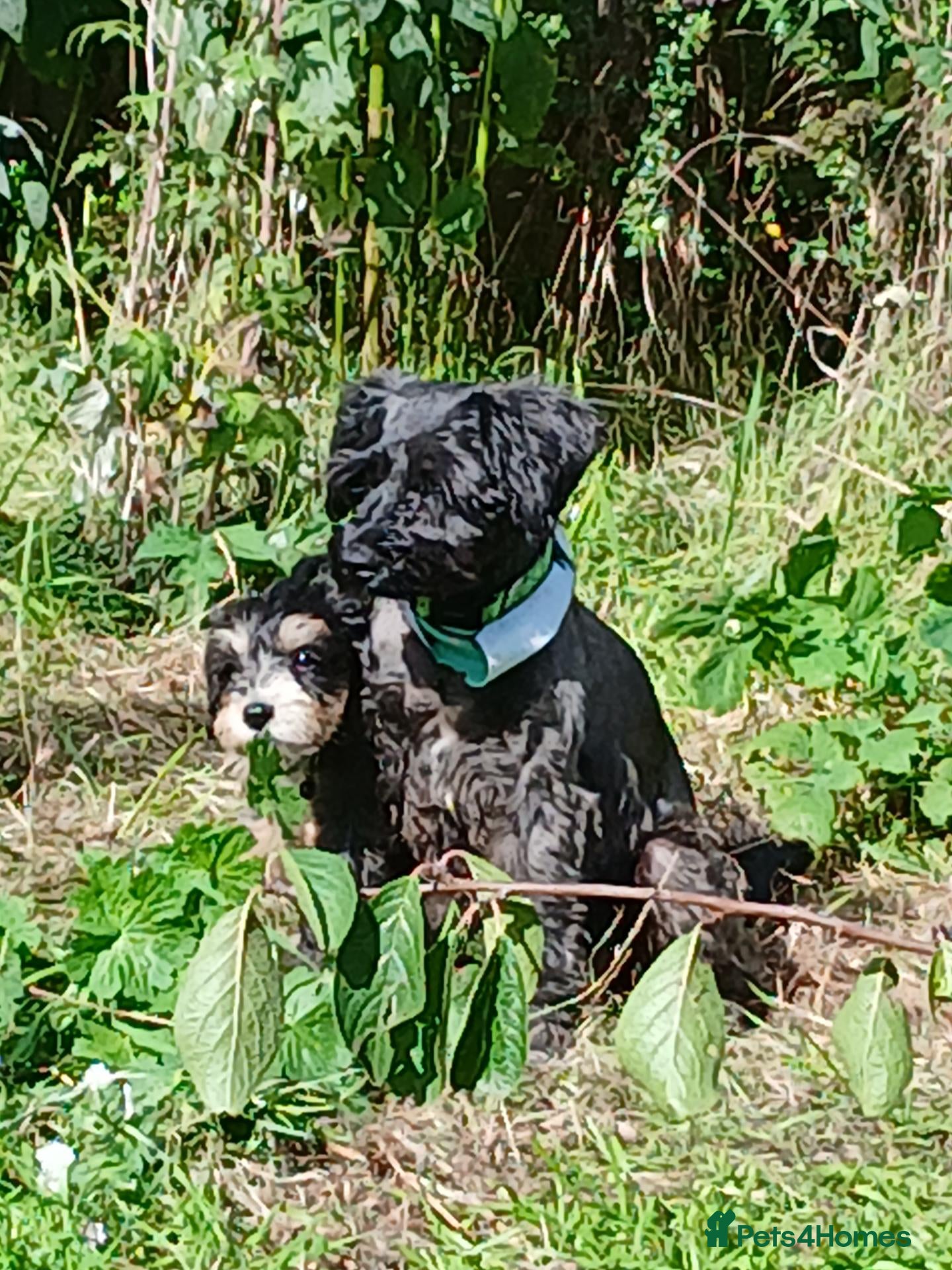 Mixed Breed dogs for sale: King Schnoodle Puppies ( Cavapoo/ Mini Schnauzer) - Advert 1