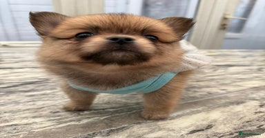 Mixed Breed dogs - Advert 13