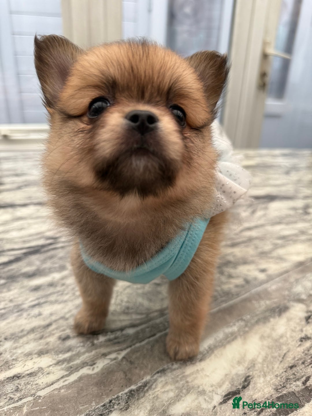 Mixed Breed dogs for sale: NEW BREED! Pomeranian x FULL FLUFFY FRENCHIE  - Image 5