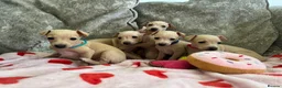 Italian Greyhound dogs for sale: 🏡 Italian greyhound puppies ready soon 🏡 - Advert 23