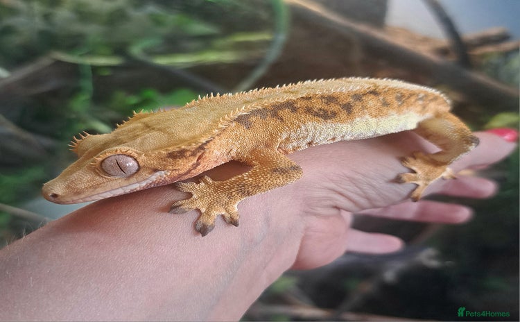 Gecko reptiles - Advert 5