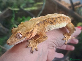 Gecko reptiles - Advert 21