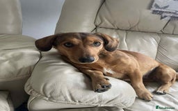 Dachshund dogs for adoption: Sweet Jessica Looking for a family  - Image 5